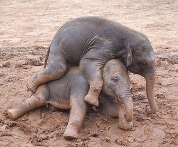 [Image: elephantsplaying.JPG]