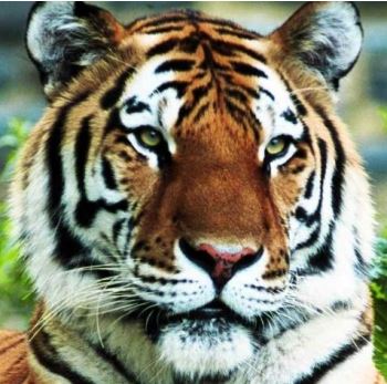 [Image: tiger.JPG]