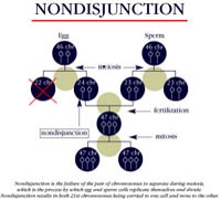 [Image: nondisjunction1.jpg]