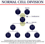 [Image: normalcelldivision1.jpg]