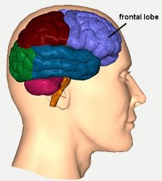 frontallobe