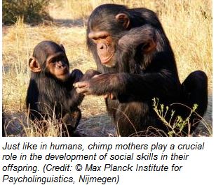 chimps3