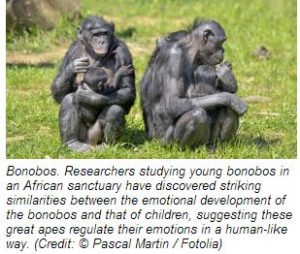 bonobos