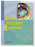 brainstructure