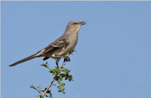 mockingbird