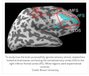 brain