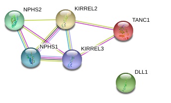 kirrel3